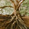 Root icon representing deep balance support